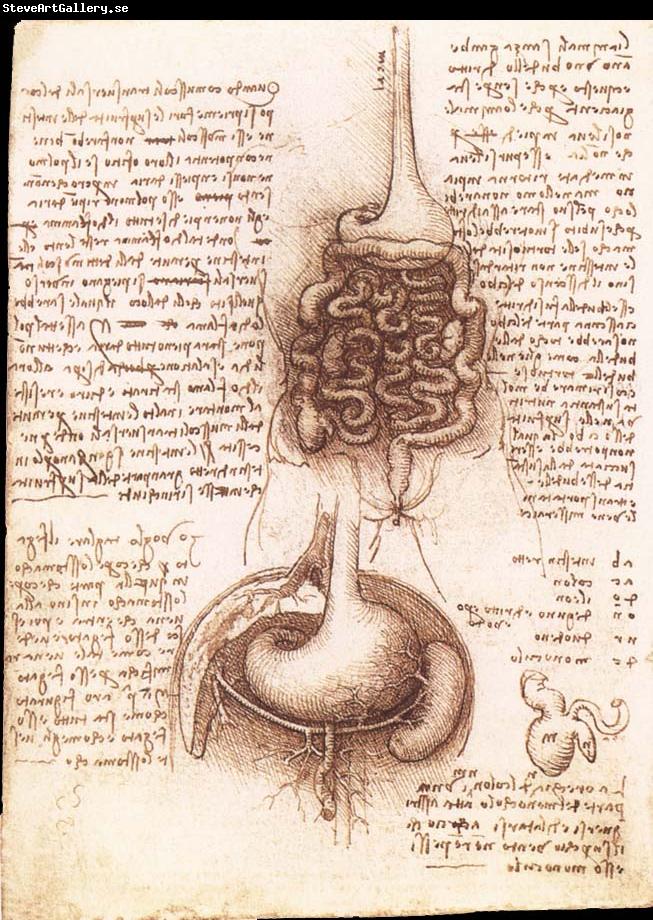 LEONARDO da Vinci Anatomical drawing of the stomach and the intestine